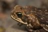 Bufo marinus